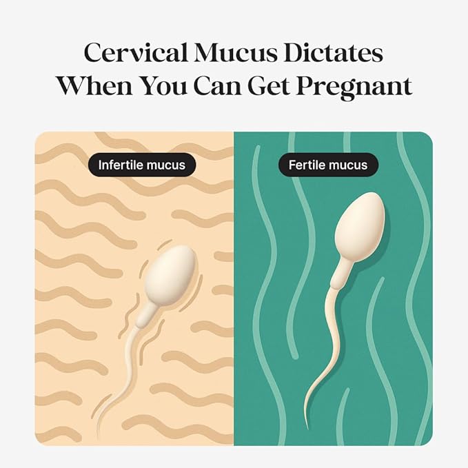 kegg Fertility Tracker + Free Fertility App | Discover Your Most Fertile Days | No Recurring costs | Predicts Fertile Window | Helps Exercise Pelvic Floor Muscles