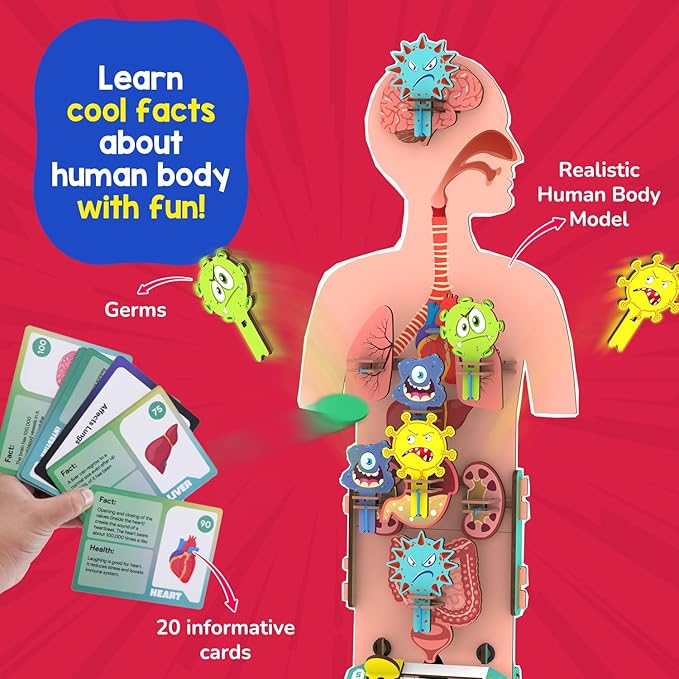 Smartivity Human Body Model for Kids 6 to 12 Years | Learn Body Organs, Functions with Fun Card Games | Christmas, Birthday Gift for Boys & Girls | DIY STEM Science Toys for Kids 6, 8, 10, 12 Years